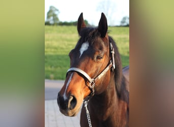 American Quarter Horse, Gelding, 13 years, 14.3 hh, Brown