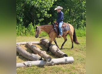 American Quarter Horse, Gelding, 13 years, 14.3 hh, Buckskin