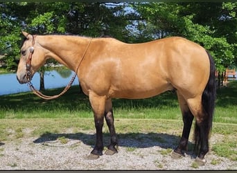 American Quarter Horse, Gelding, 13 years, 14.3 hh, Buckskin