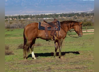 American Quarter Horse, Gelding, 13 years, 14.3 hh, Dun