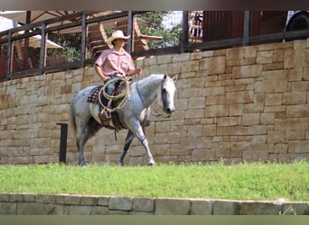American Quarter Horse, Gelding, 13 years, 14.3 hh, Gray-Dapple