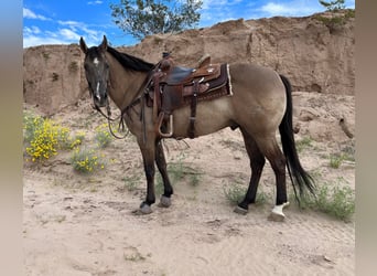 American Quarter Horse, Gelding, 13 years, 14,3 hh, Grullo