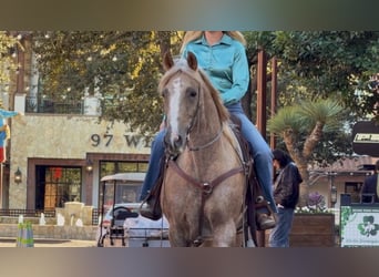 American Quarter Horse, Gelding, 13 years, 14.3 hh, Palomino
