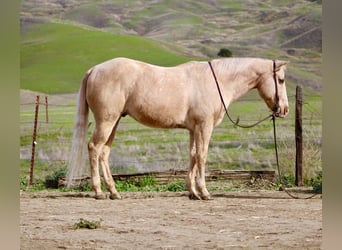 American Quarter Horse, Gelding, 13 years, 14.3 hh, Palomino