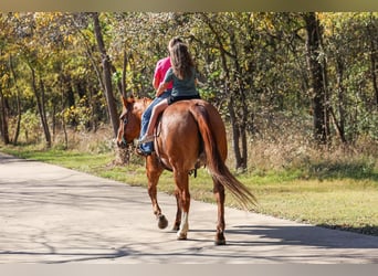 American Quarter Horse, Gelding, 13 years, 14.3 hh, Red Dun