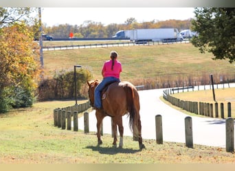 American Quarter Horse, Gelding, 13 years, 14.3 hh, Red Dun