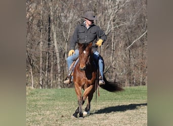 American Quarter Horse, Gelding, 13 years, 14,3 hh, Roan-Bay