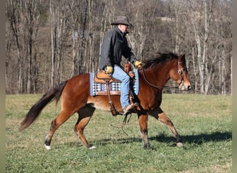 American Quarter Horse, Gelding, 13 years, 14,3 hh, Roan-Bay