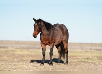 American Quarter Horse, Gelding, 13 years, 14,3 hh, Roan-Bay