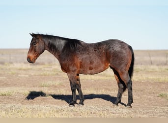 American Quarter Horse, Gelding, 13 years, 14,3 hh, Roan-Bay