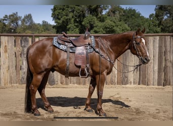 American Quarter Horse, Gelding, 13 years, 14.3 hh, Sorrel