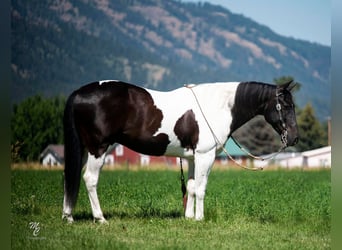 American Quarter Horse, Gelding, 13 years, 14,3 hh, Tobiano-all-colors