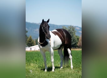 American Quarter Horse, Gelding, 13 years, 14,3 hh, Tobiano-all-colors