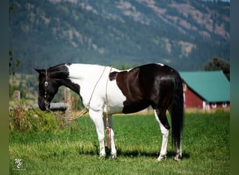 American Quarter Horse, Gelding, 13 years, 14,3 hh, Tobiano-all-colors