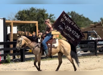 American Quarter Horse, Gelding, 13 years, 14 hh, Buckskin