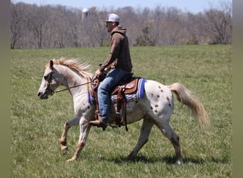 American Quarter Horse, Gelding, 13 years, 14 hh, Chestnut