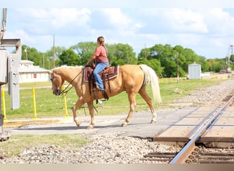 American Quarter Horse, Gelding, 13 years, 14 hh, Palomino