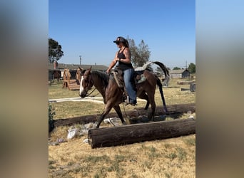 American Quarter Horse, Gelding, 13 years, 14 hh, Roan-Bay