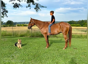 American Quarter Horse, Gelding, 13 years, 14 hh, Roan-Red