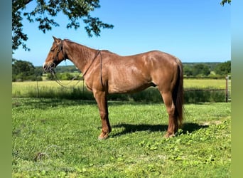 American Quarter Horse, Gelding, 13 years, 14 hh, Roan-Red
