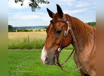 American Quarter Horse, Gelding, 13 years, 14 hh, Roan-Red