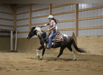 American Quarter Horse, Gelding, 13 years, 14 hh, Tobiano-all-colors