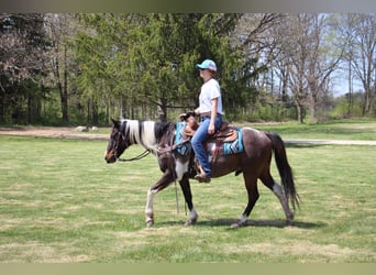 American Quarter Horse, Gelding, 13 years, 14 hh, Tobiano-all-colors