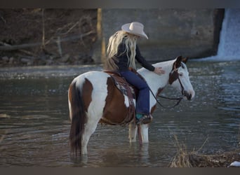 American Quarter Horse, Gelding, 13 years, 14 hh, Tobiano-all-colors