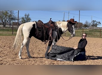 American Quarter Horse, Gelding, 13 years, 14,1 hh, Tobiano-all-colors