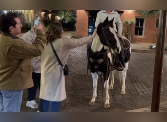 American Quarter Horse, Gelding, 13 years, 14,1 hh, Tobiano-all-colors