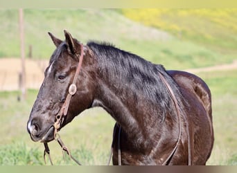 American Quarter Horse, Gelding, 13 years, 14,2 hh, Black
