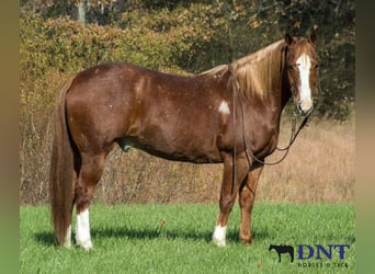 American Quarter Horse, Gelding, 13 years, 14,2 hh, Chestnut
