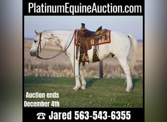 American Quarter Horse, Gelding, 13 years, 14,2 hh, Gray