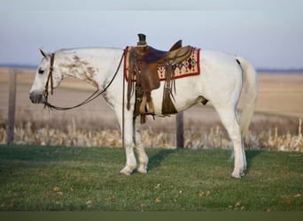 American Quarter Horse, Gelding, 13 years, 14,2 hh, Gray
