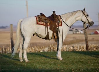 American Quarter Horse, Gelding, 13 years, 14,2 hh, Gray