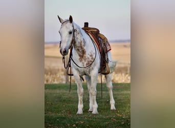 American Quarter Horse, Gelding, 13 years, 14,2 hh, Gray