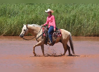 American Quarter Horse, Gelding, 13 years, 14,2 hh, Palomino