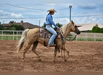 American Quarter Horse, Gelding, 13 years, 14,2 hh, Palomino