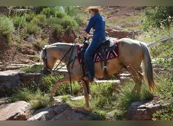 American Quarter Horse, Gelding, 13 years, 14,2 hh, Palomino