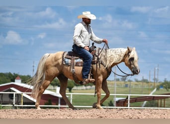 American Quarter Horse, Gelding, 13 years, 14,2 hh, Palomino