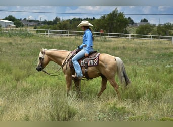 American Quarter Horse, Gelding, 13 years, 14,2 hh, Palomino