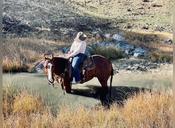 American Quarter Horse, Gelding, 13 years, 14,3 hh, Chestnut