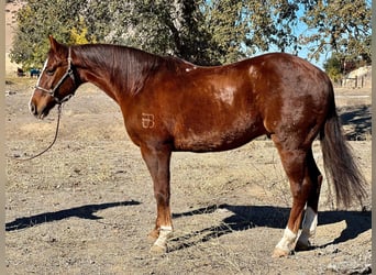 American Quarter Horse, Gelding, 13 years, 14,3 hh, Chestnut