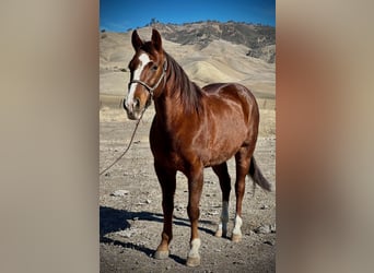American Quarter Horse, Gelding, 13 years, 14,3 hh, Chestnut
