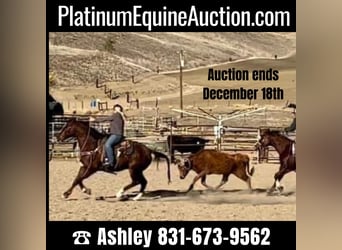 American Quarter Horse, Gelding, 13 years, 14,3 hh, Chestnut