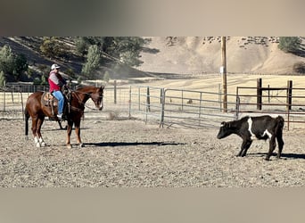 American Quarter Horse, Gelding, 13 years, 14,3 hh, Chestnut