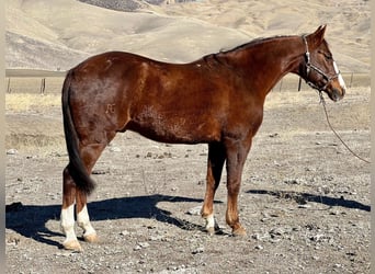 American Quarter Horse, Gelding, 13 years, 14,3 hh, Chestnut
