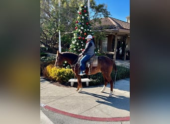 American Quarter Horse, Gelding, 13 years, 14,3 hh, Chestnut
