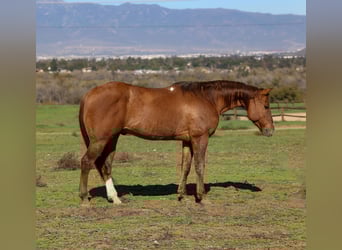 American Quarter Horse, Gelding, 13 years, 14,3 hh, Dun