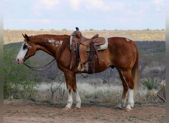 American Quarter Horse, Gelding, 13 years, 14,3 hh, Overo-all-colors
